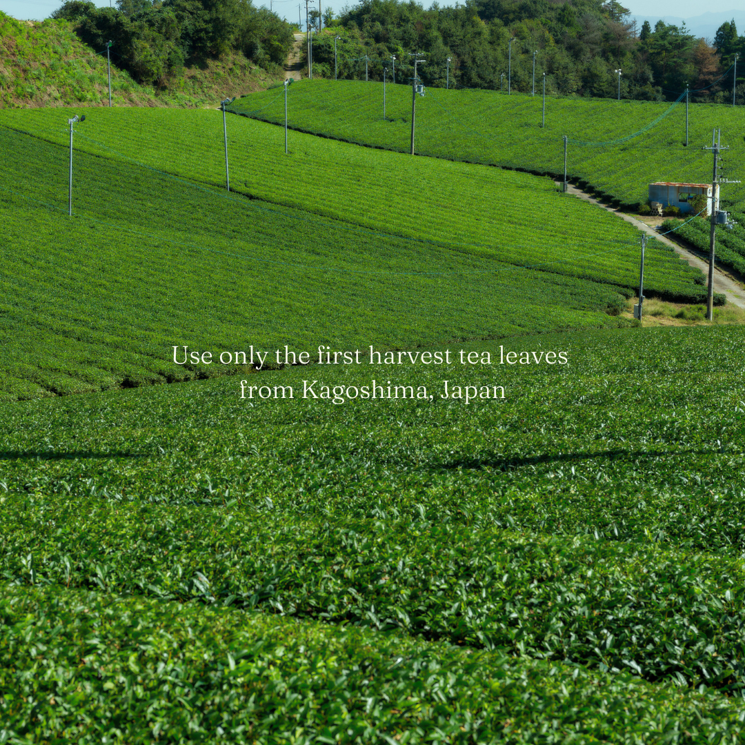 Ceremonial Grade Organic Matcha Powder